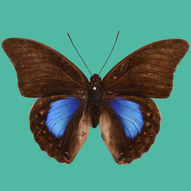 Sporting and Wildlife Auction
